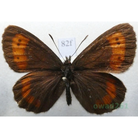 Erebia euryale (Esper, 1805) male Górówka euriala Czech82f